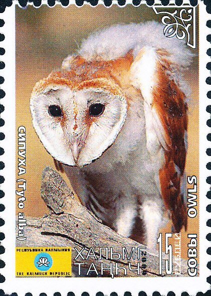 Owls