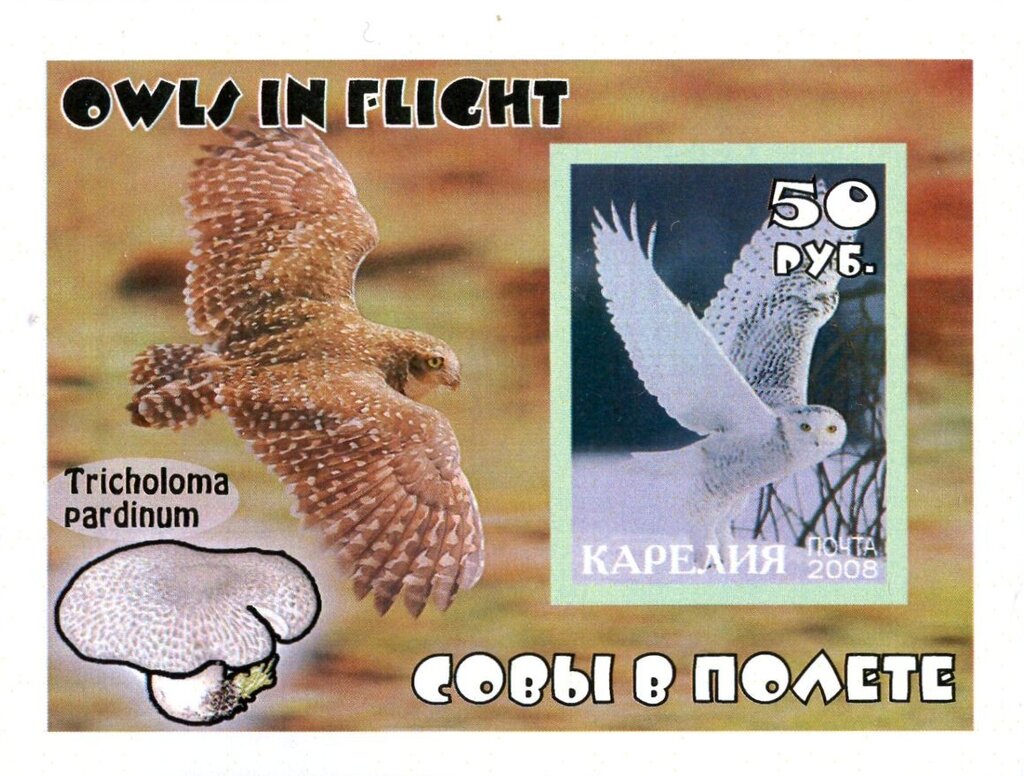 Owls