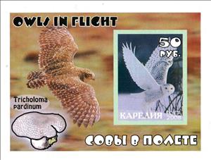 Souvenir Sheet, Owls, Cinderellas,  , Animals (Fauna), Birds, Owls