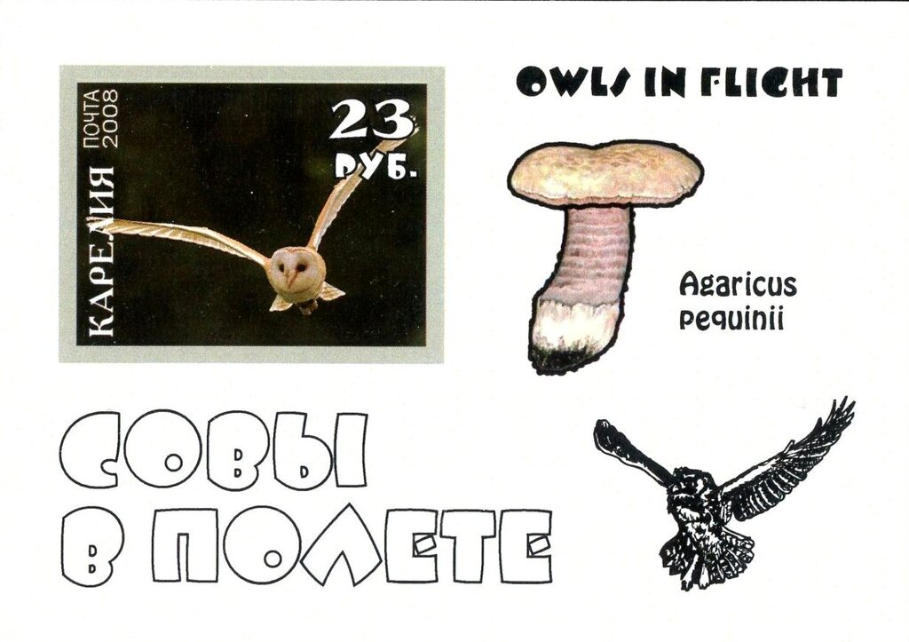 Owls