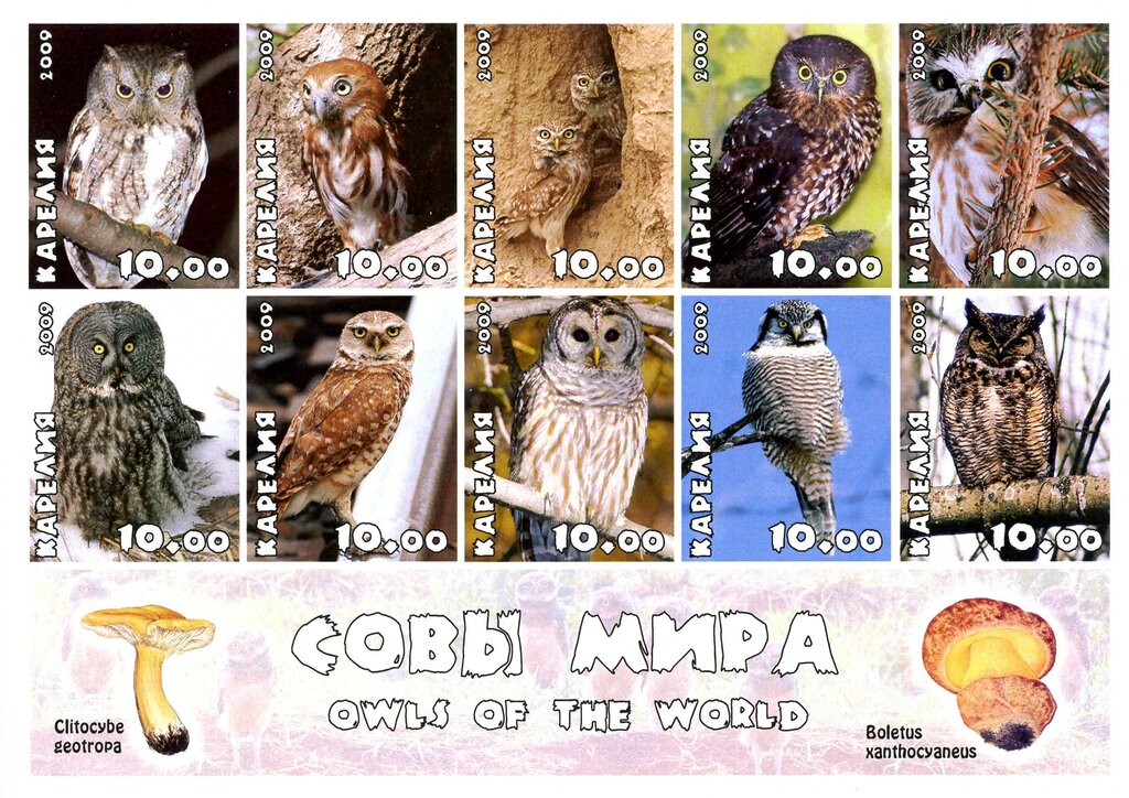 Owls