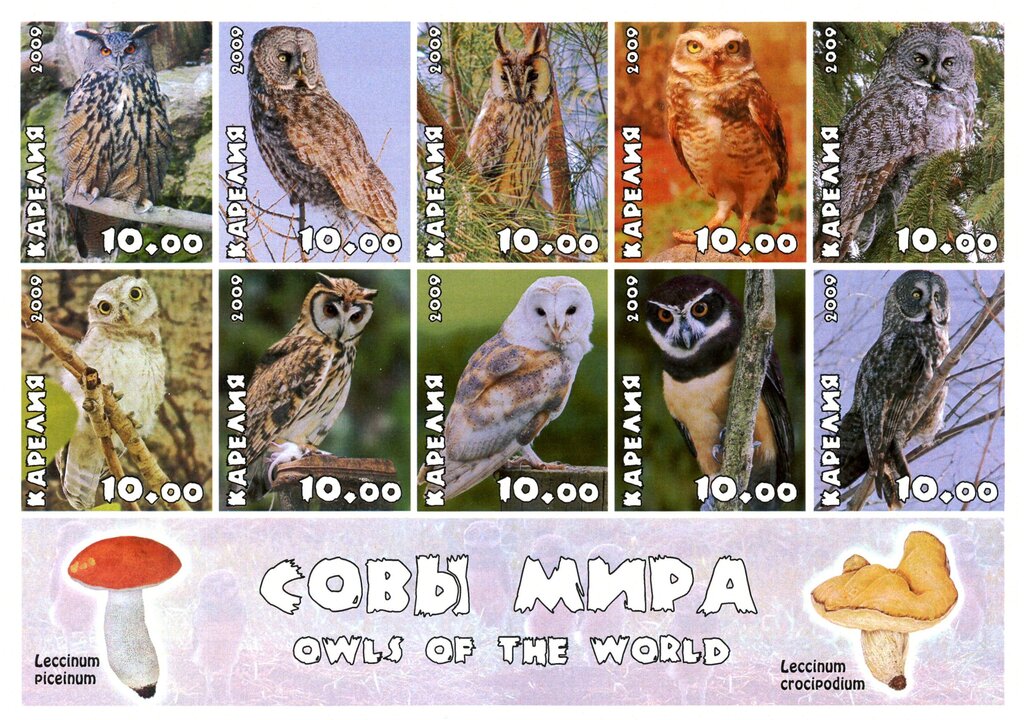 Owls
