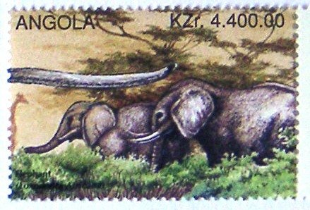 African Elephant (Loxodonta africana)
