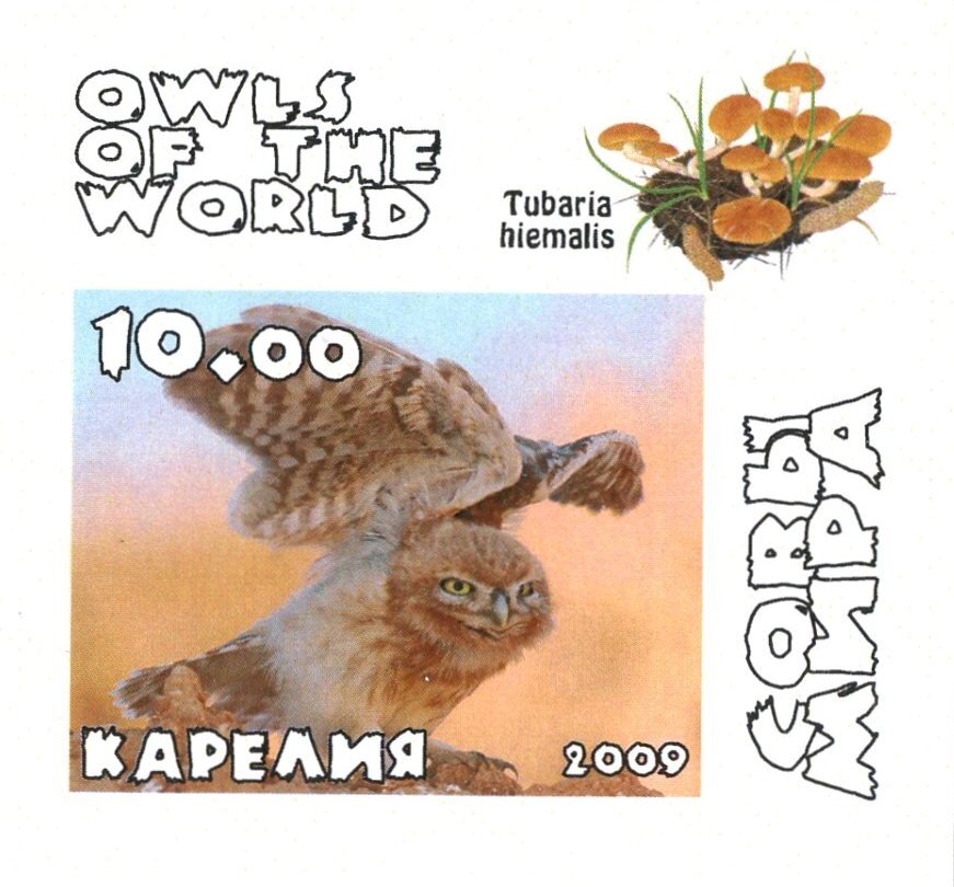 Owls