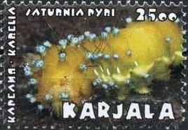 Saturnia pyri