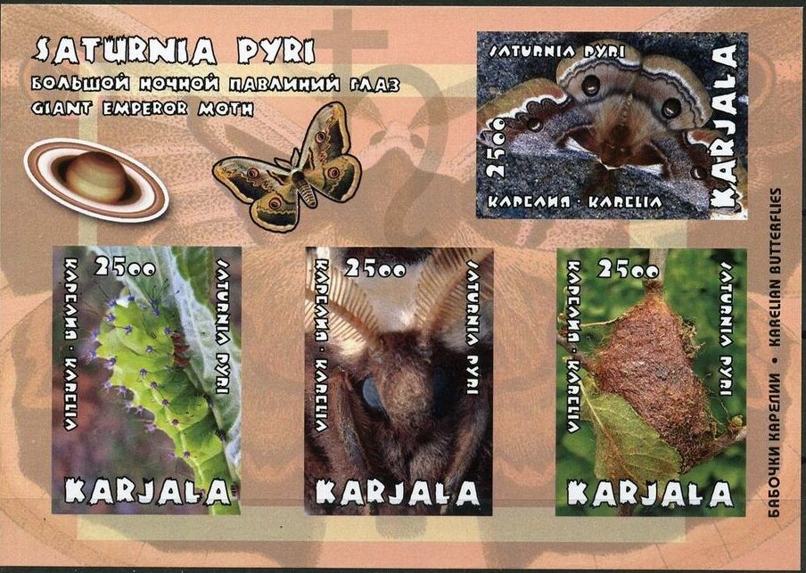 Saturnia pyri