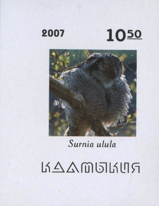 Surnia ulula