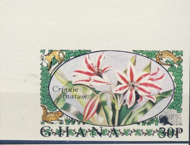 Amaryllis