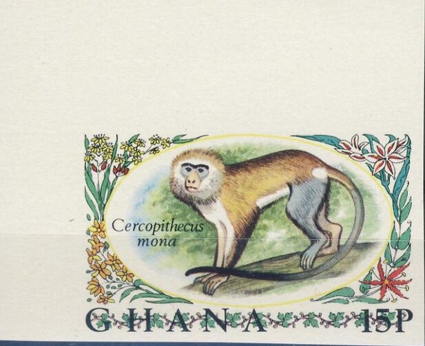 Mona Monkey (Cercopithecus mona)