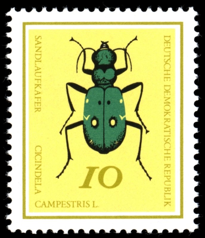 Green Tiger Beetle (Cicindela campestris)