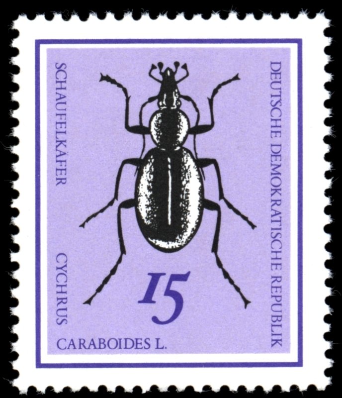 Snail-eating Beetle (Cychrus caraboides)