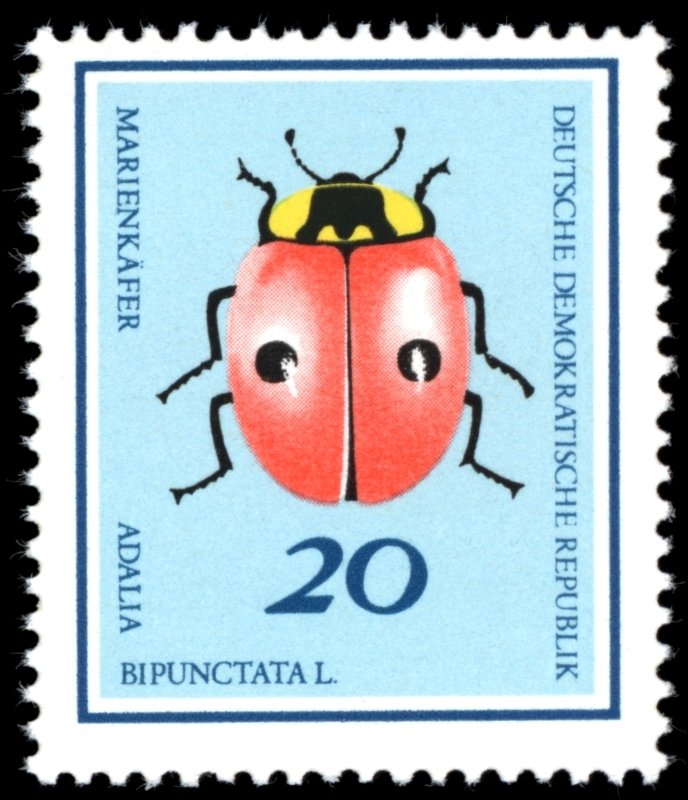 Two-spotted Ladybird (Adalia bipunctata)