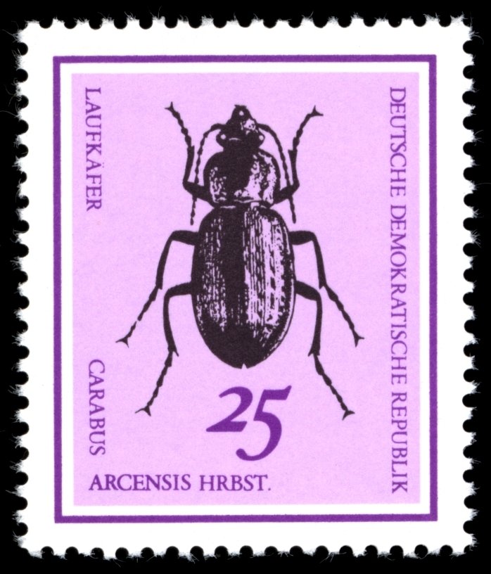 Ground Beetle (Carabus arcensis)