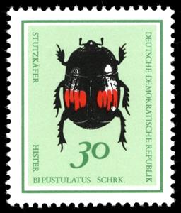 Stamp, Stutz Beetle (Hister bipustulatus), Germany, Democratic Republic,  , Insects, Beetles, Animals (Fauna)