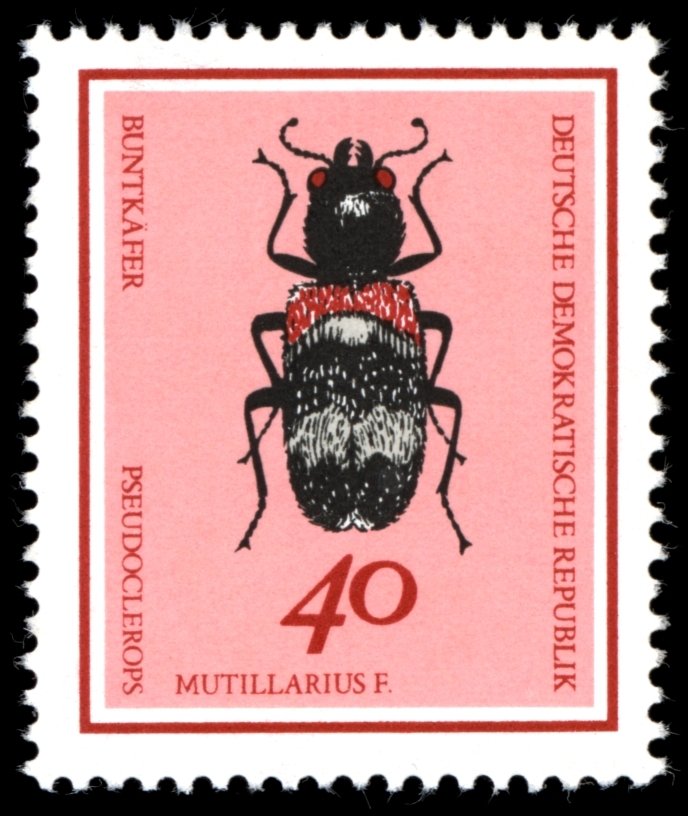 Beetle (Pseudoclerops mutillarius)