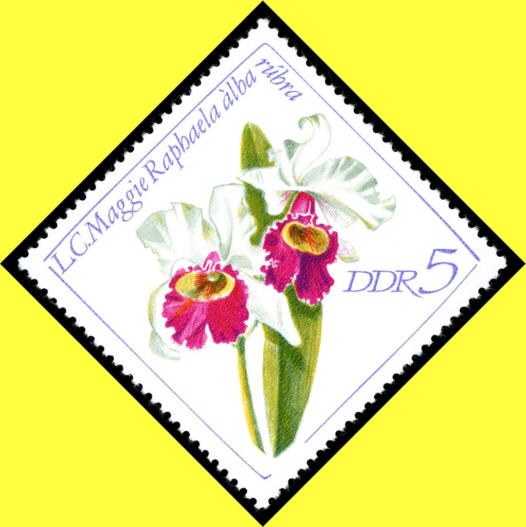 L. C. Maggie Raphaela alba rubra