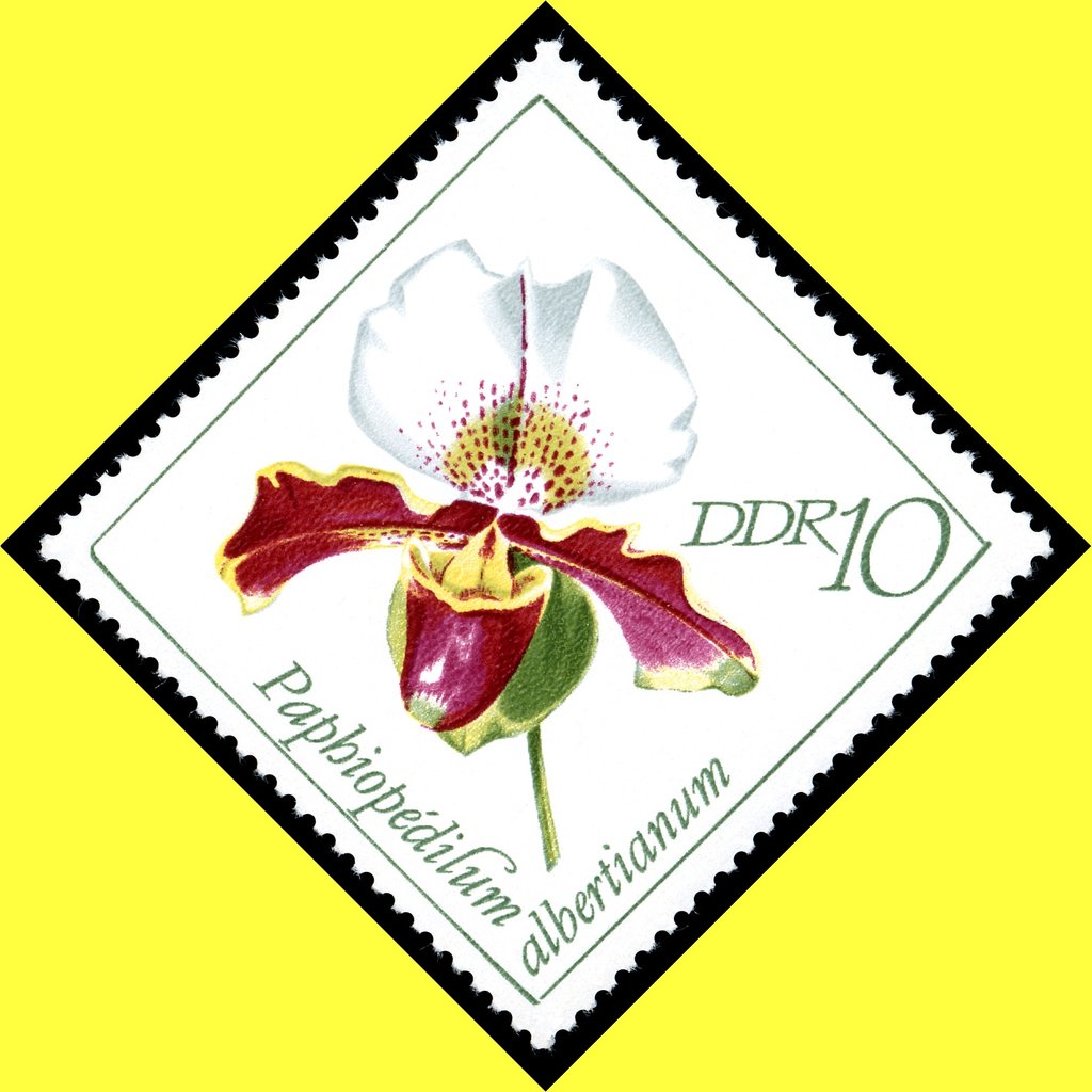 Paphiopedilum albertianum
