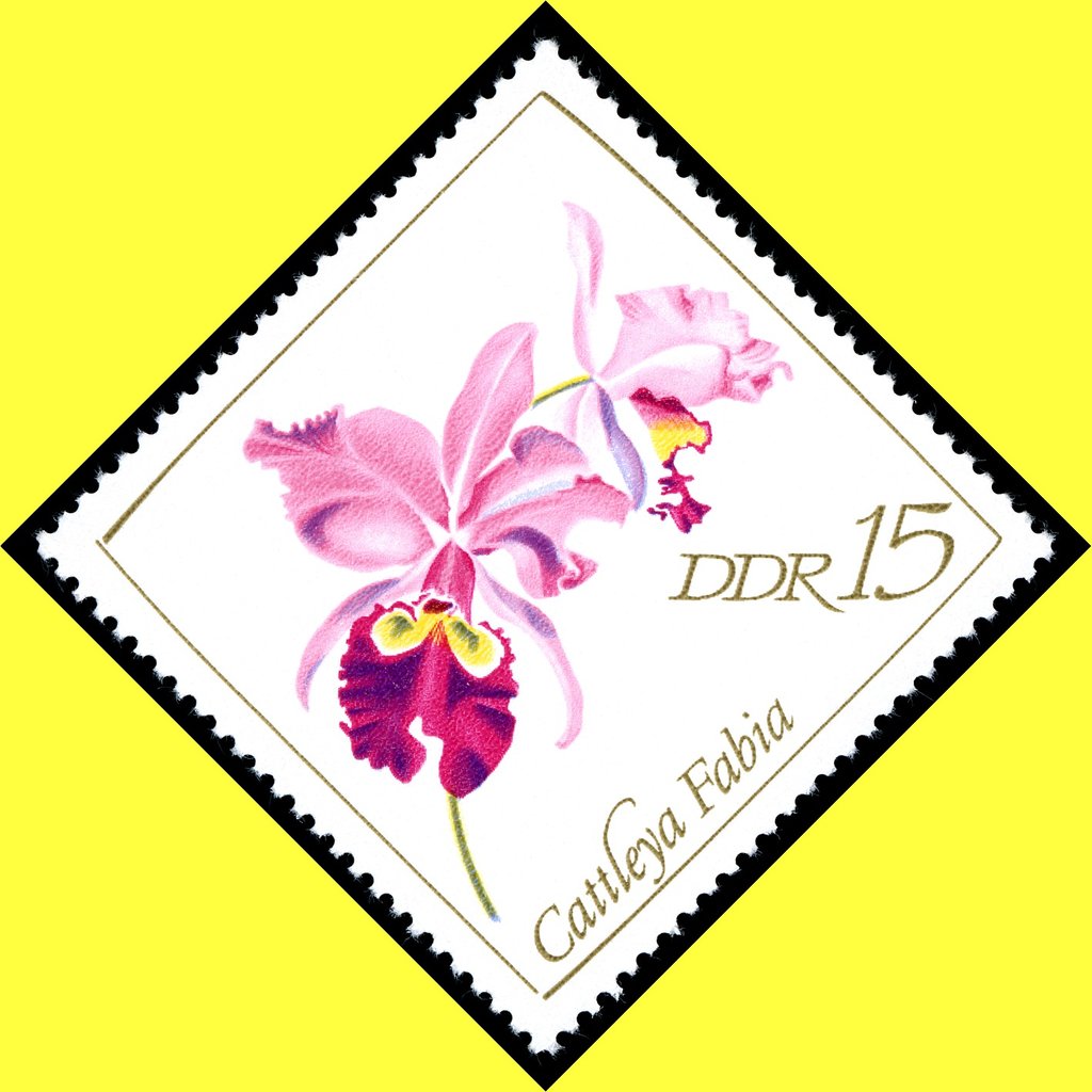 Cattleya fabia