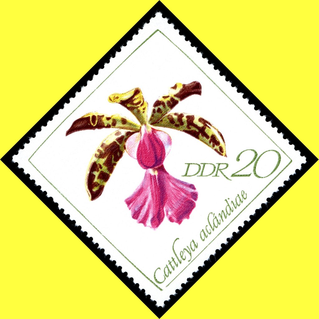 Cattleya aclandiae