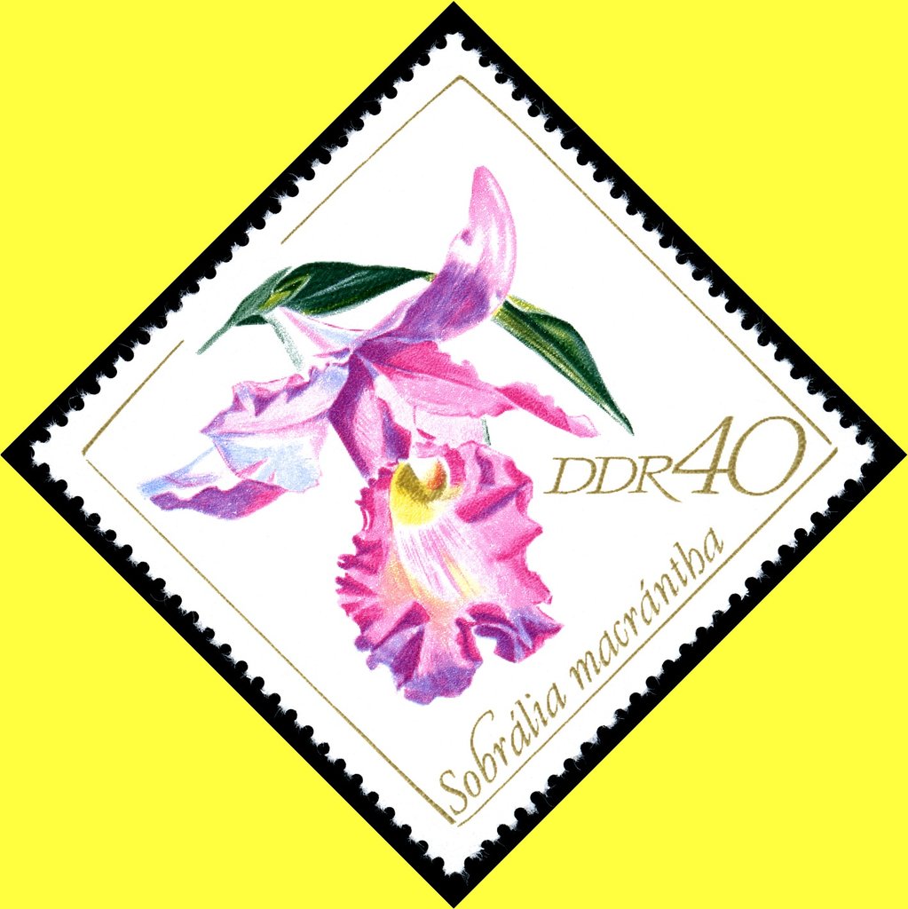 Sobralia macrantha