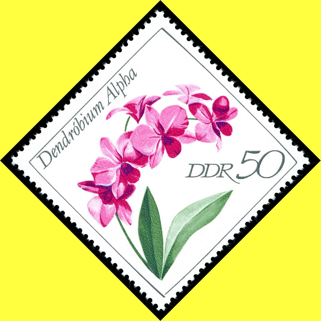Dendrobium alpha