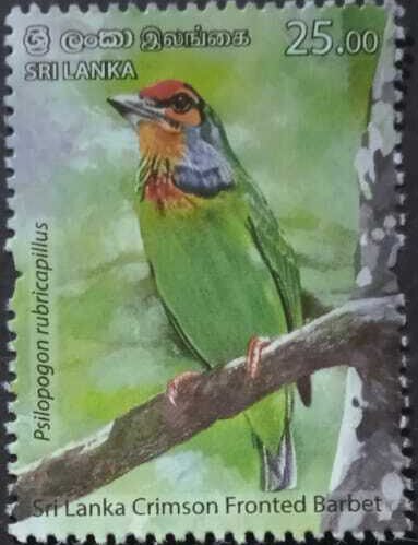Sri Lanka Crimson-Fronted Barbet (Psilopogon rubricapillus)