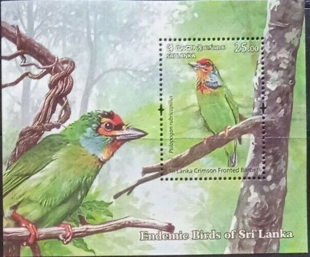 Sri Lanka Crimson-Fronted Barbet (Psilopogon rubricapillus)