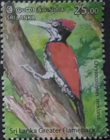 Sri Lanka Greater Flameback (Chrysocolaptes stricklandi)