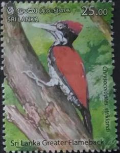 Stamp, Sri Lanka Greater Flameback (Chrysocolaptes stricklandi), Sri Lanka,  , Animals (Fauna), Birds