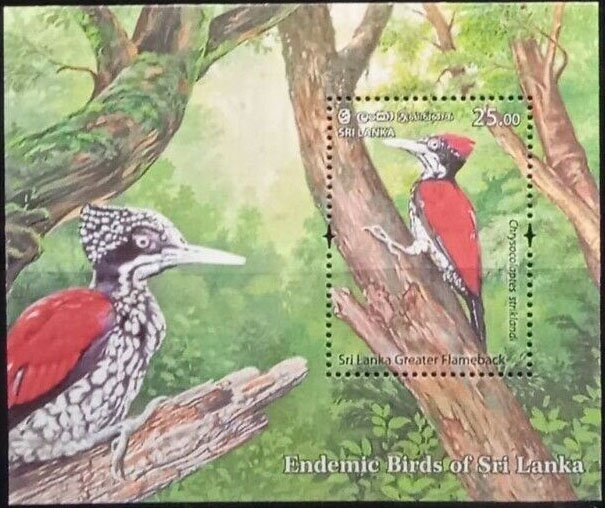 Sri Lanka Greater Flameback (Chrysocolaptes stricklandi)