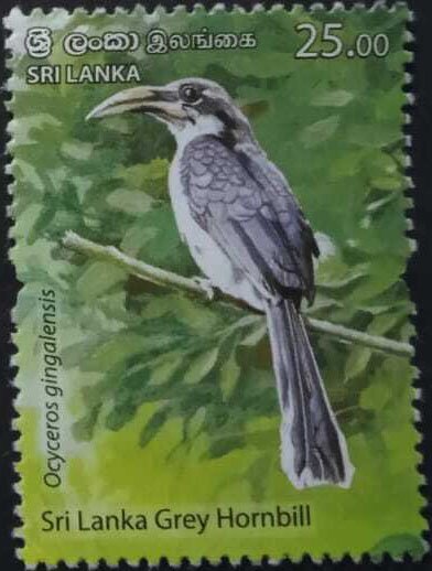 Sri Lanka Grey Hornbill (Ocyceros gingalensis)