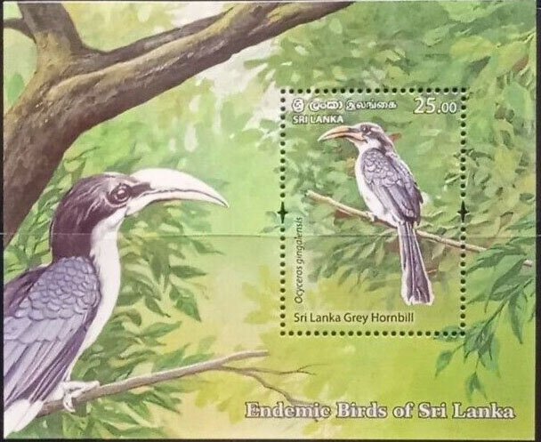Sri Lanka Grey Hornbill (Ocyceros gingalensis)