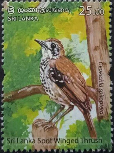 Sri Lanka Spot-Winged Thrush, (Geokichla spiloptera)