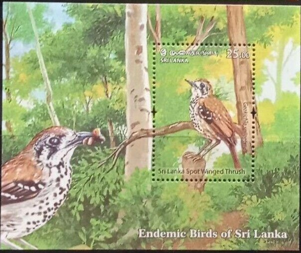 Sri Lanka Spot-Winged Thrush, (Geokichla spiloptera)