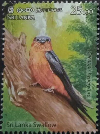 Sri Lanka Swallow (Cecropis hyperythra)
