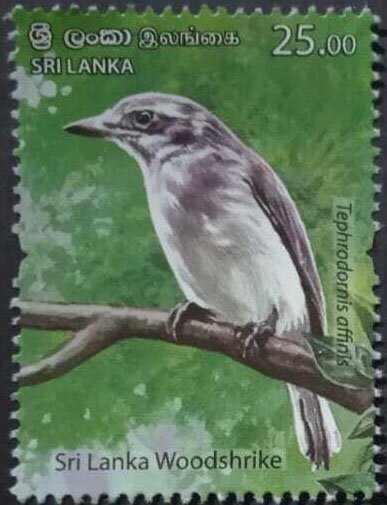 Sri Lanka Woodshrike (Tephrodornis affinis)