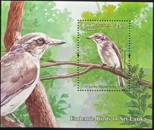 Sri Lanka Woodshrike (Tephrodornis affinis)