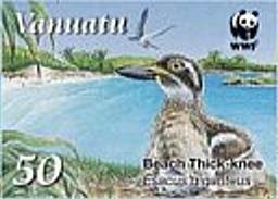 Beach Stone-curlew (Esacus giganteus)
