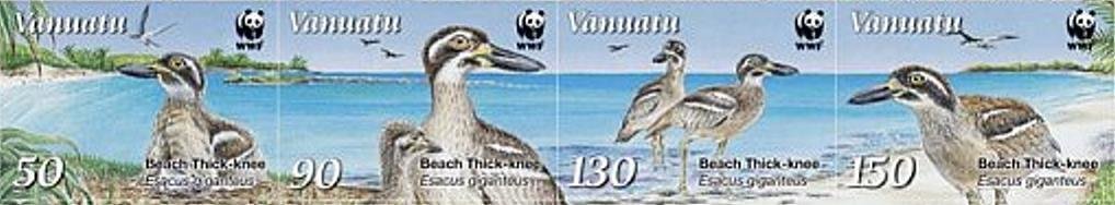 Beach Stone-curlew (Esacus giganteus)