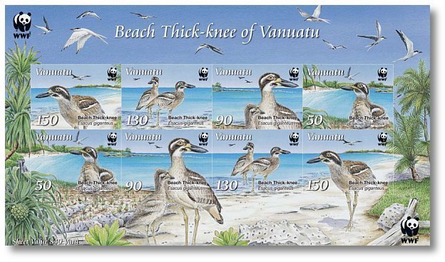 Beach Stone-curlew (Esacus giganteus)