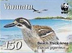 Beach Stone-curlew (Esacus giganteus)