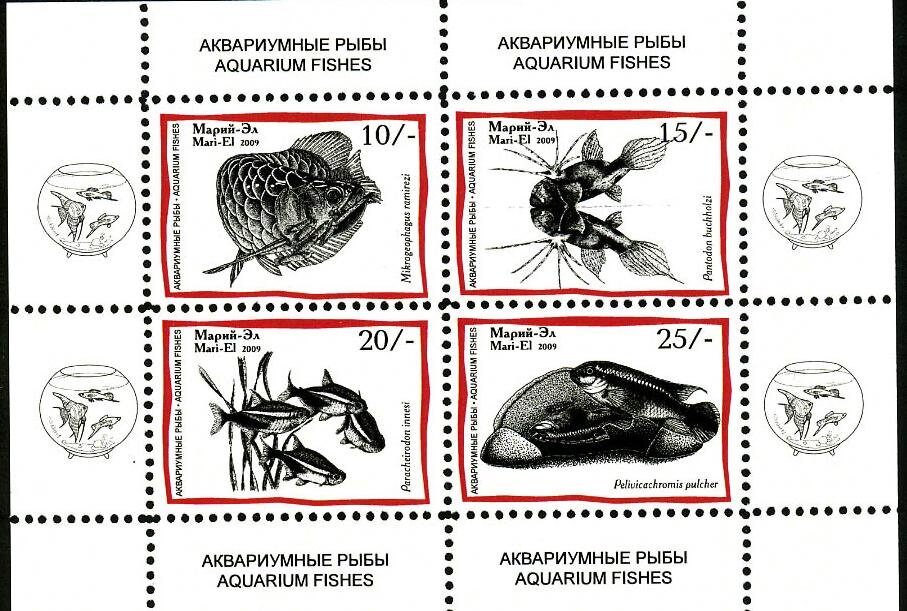 Aquarium Fishes