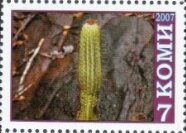 Cacti