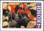 Cacti