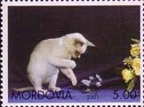 Stamp, Cat, Cinderellas,  , Animals (Fauna), Cats, Mammals