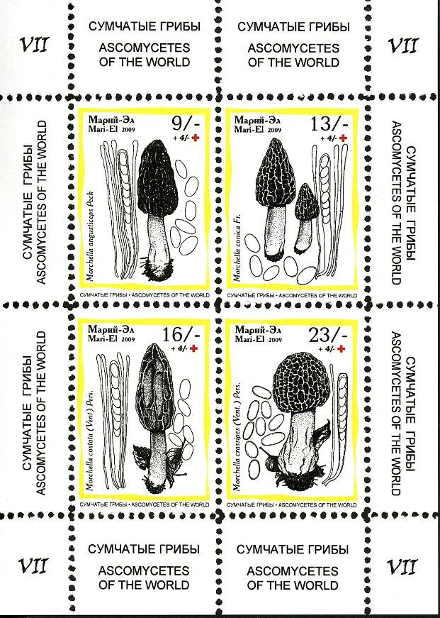 Mushrooms VII