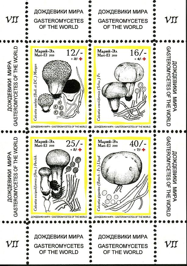 Mushrooms VII