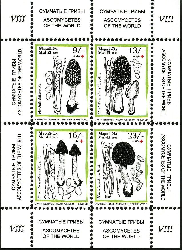 Mushrooms VIII