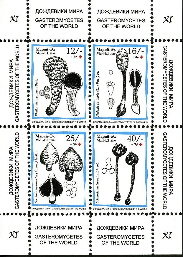 Mushrooms XI