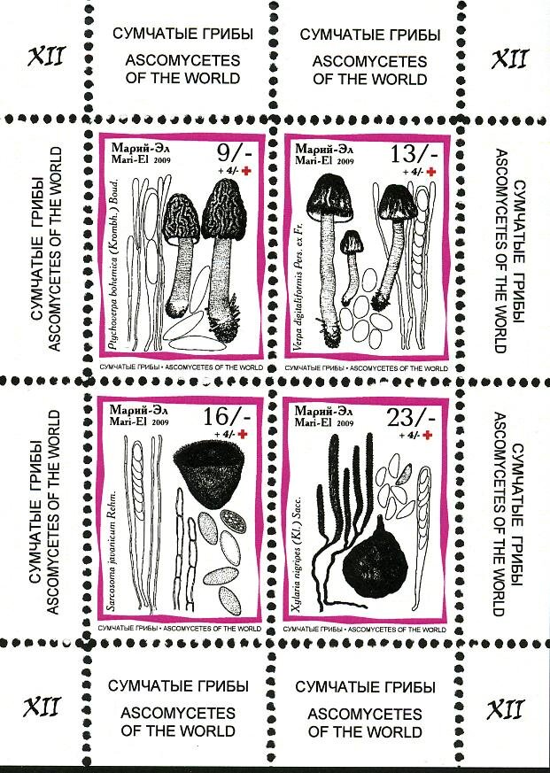 Mushrooms XII